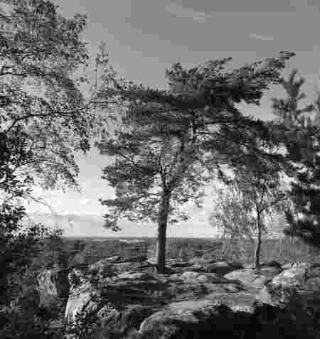 Fontainebleau