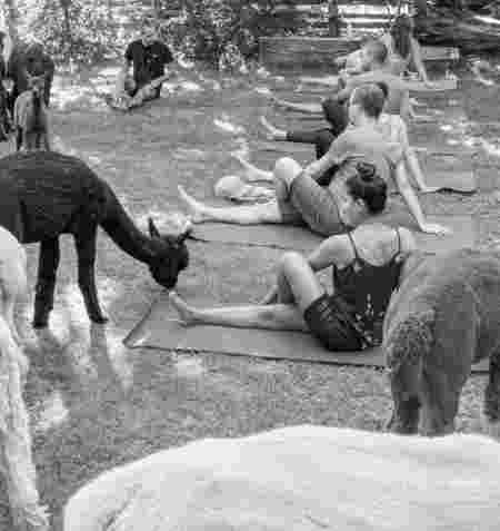 Alpaka Yoga Alpaka Yoga