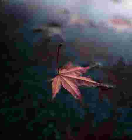 Autumn Rest Autumn Rest