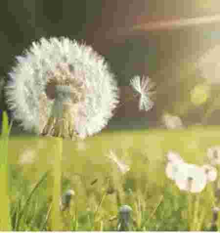 Loslassen & Aufblühen